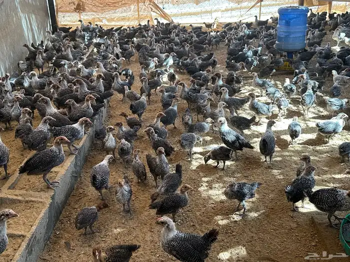 صوص بلدي وفيومي تم البيع 11