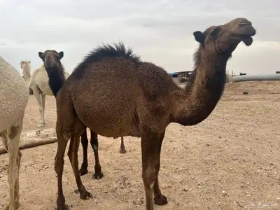 حشو 1