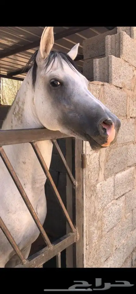 حصان واهو 4