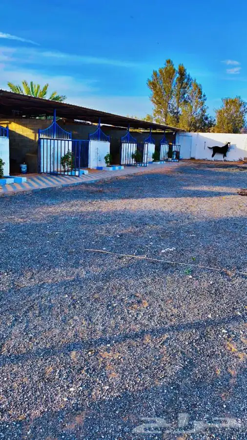 اصطببل مربط اسطبل خيل للاجار 10