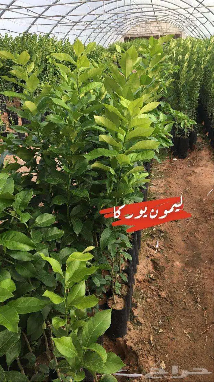 اشجار حمضيات للبيع 21