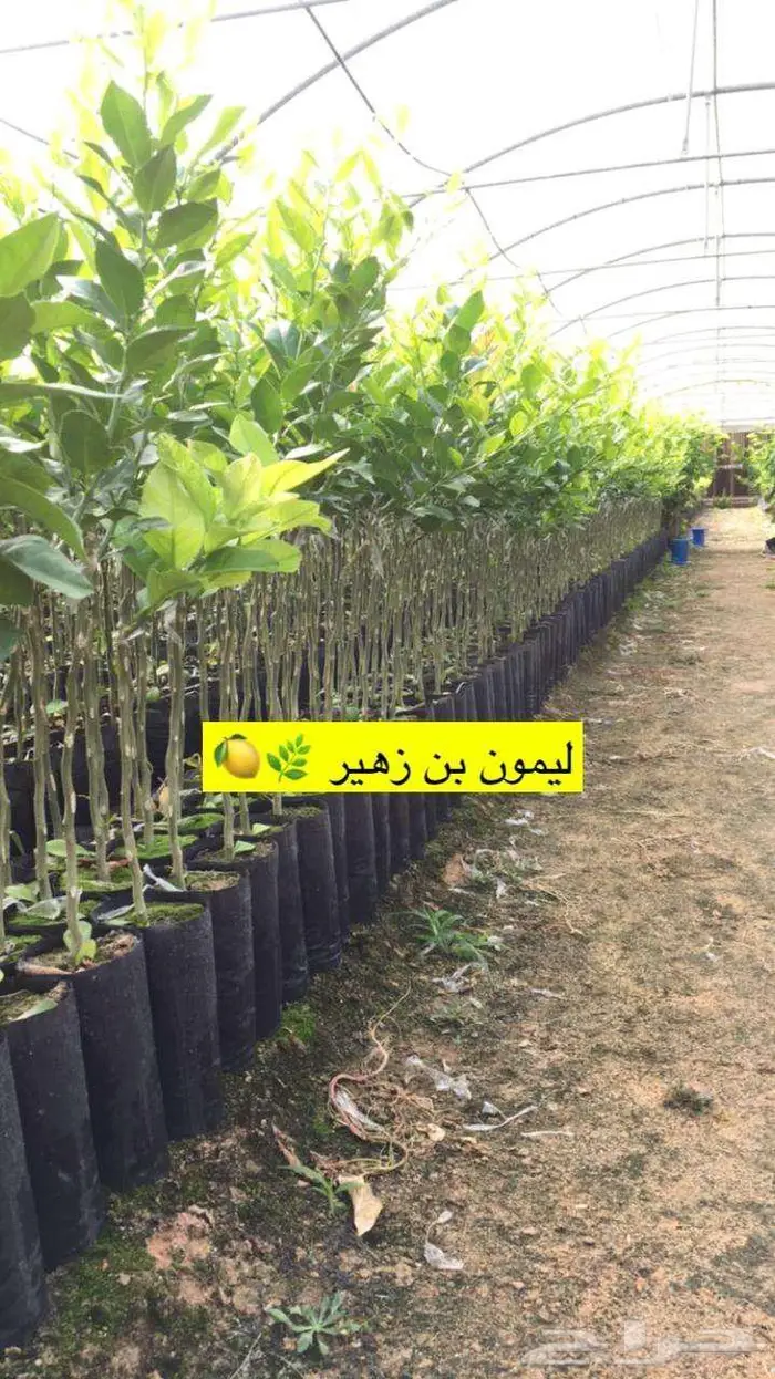 اشجار حمضيات للبيع 12