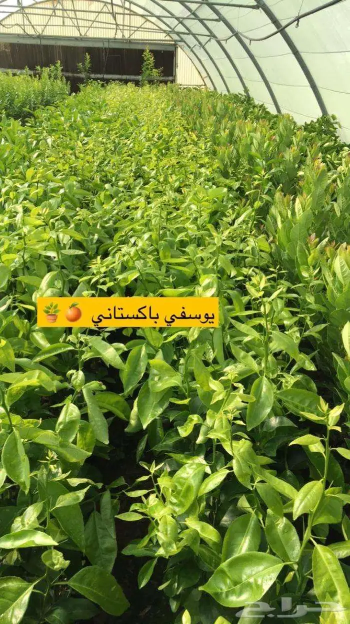 اشجار حمضيات للبيع 11