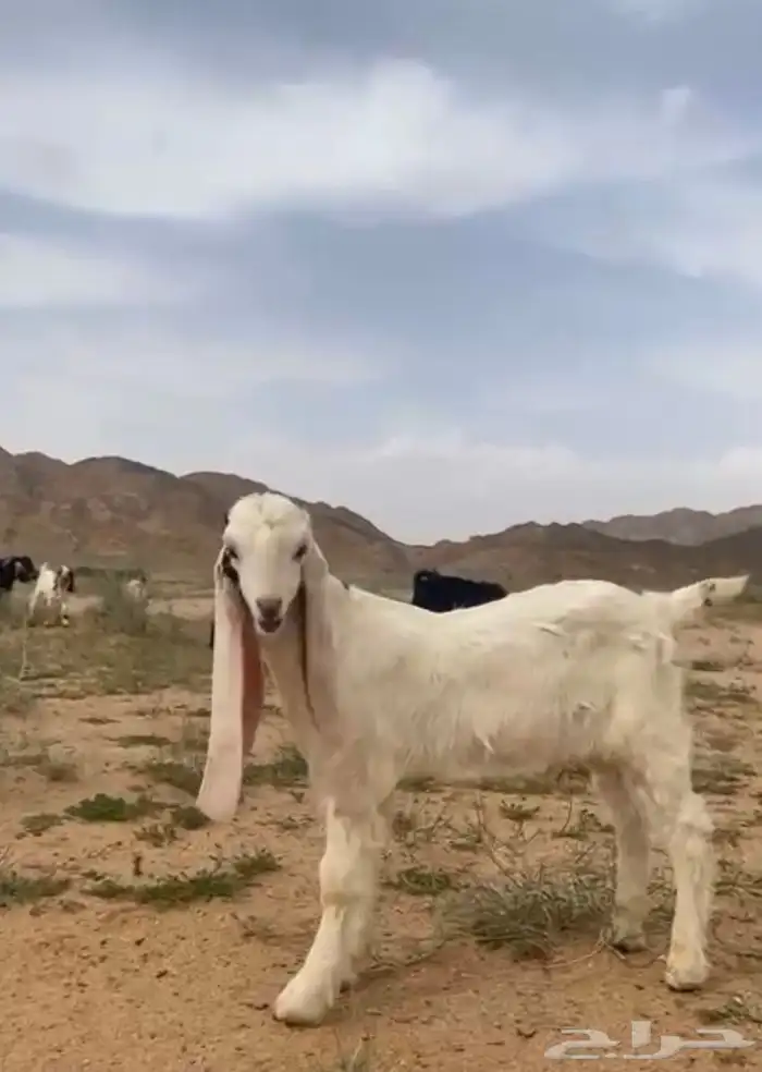 تيس مشروع فحل طيب سليم من جميع العذاريب 0