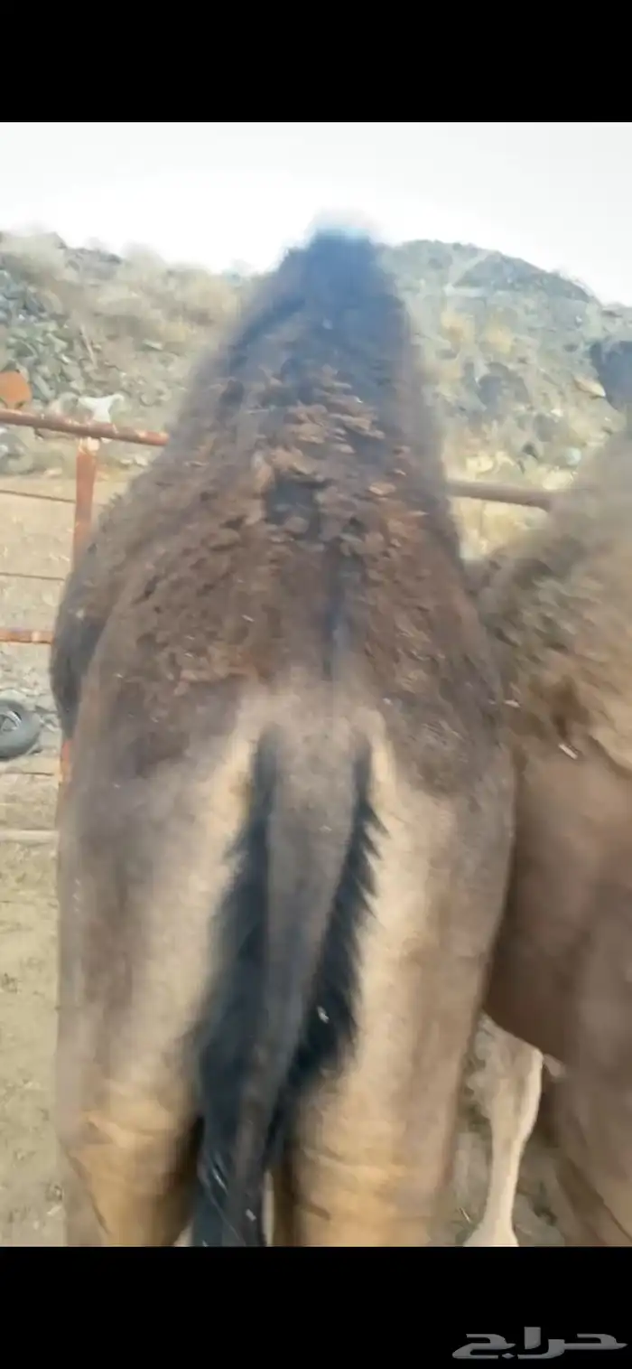 قعود ناهي مجمل 0