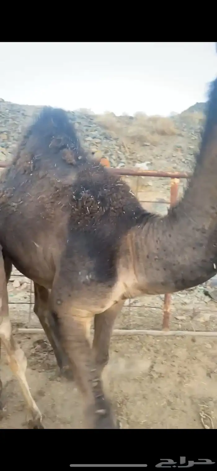 قعود ناهي مجمل 1