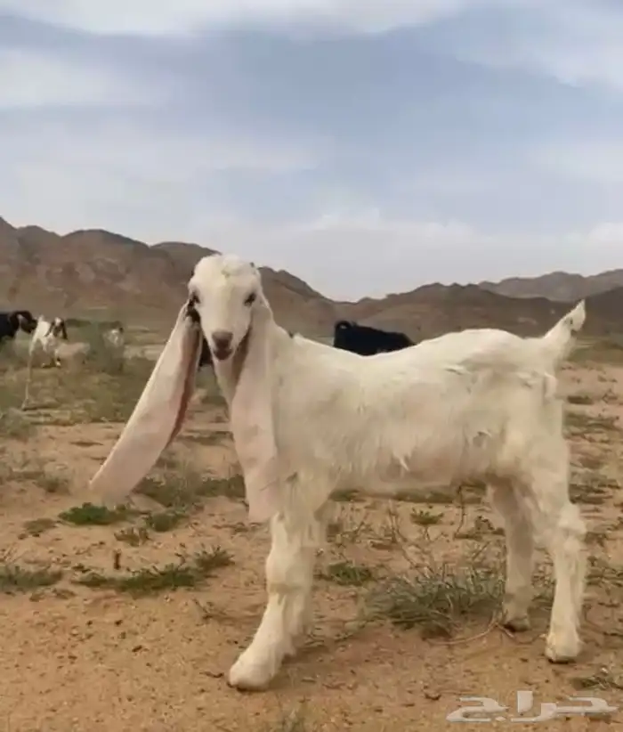 تيس مشروع فحل طيب سليم من جميع العذاريب 1