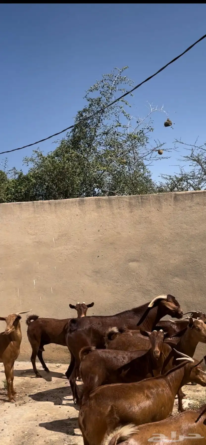 معزا دهم 0