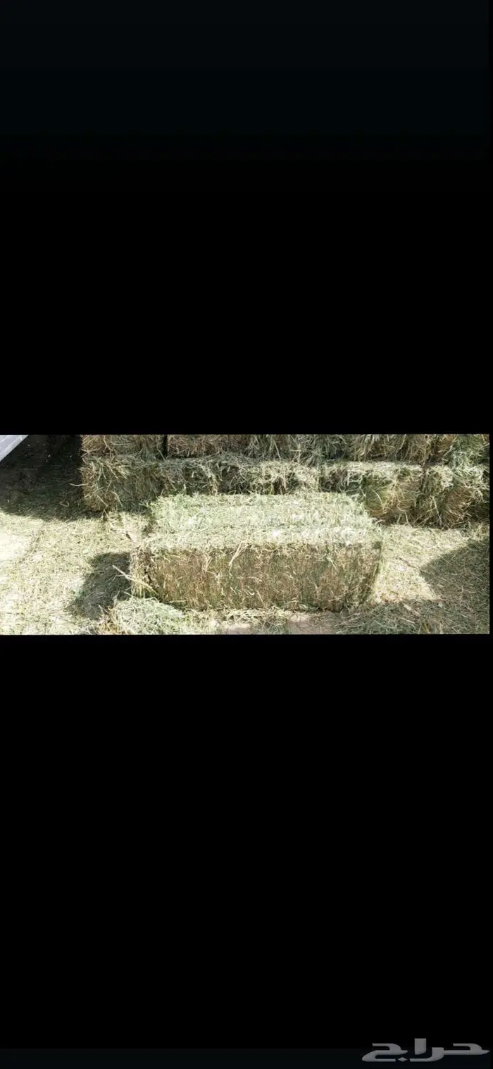 تبوك شد جندير فاااخر 0