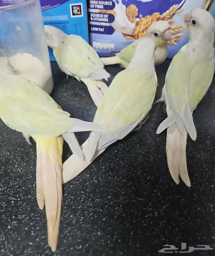 فروخ مون شيك 4