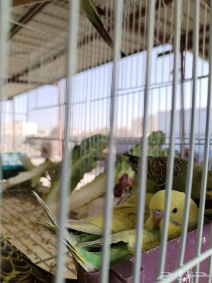 طيور حب 3