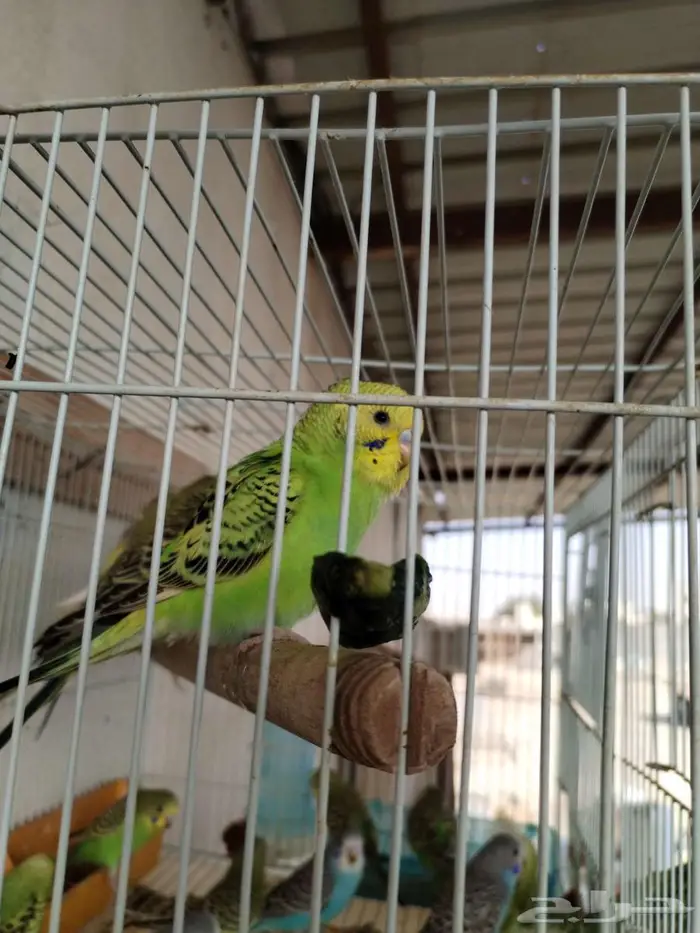 طيور حب 1