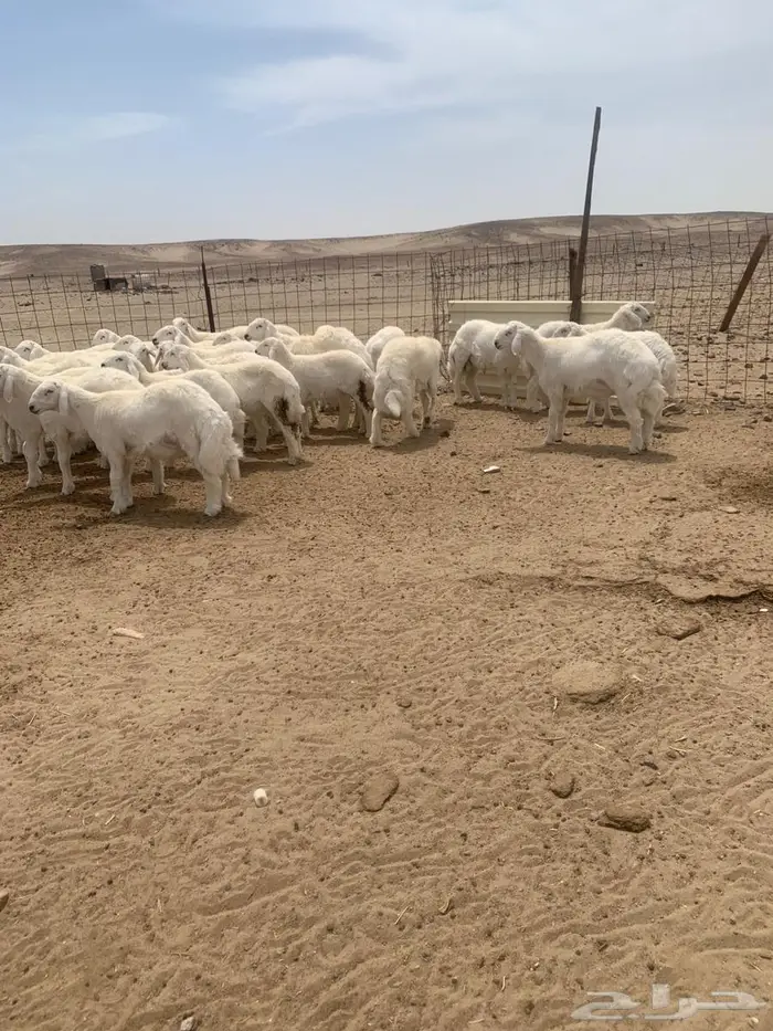 طليان ضحايا عدد 30 2