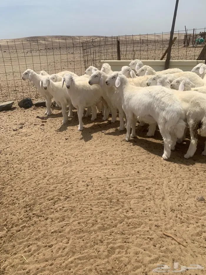 طليان ضحايا عدد 30 3