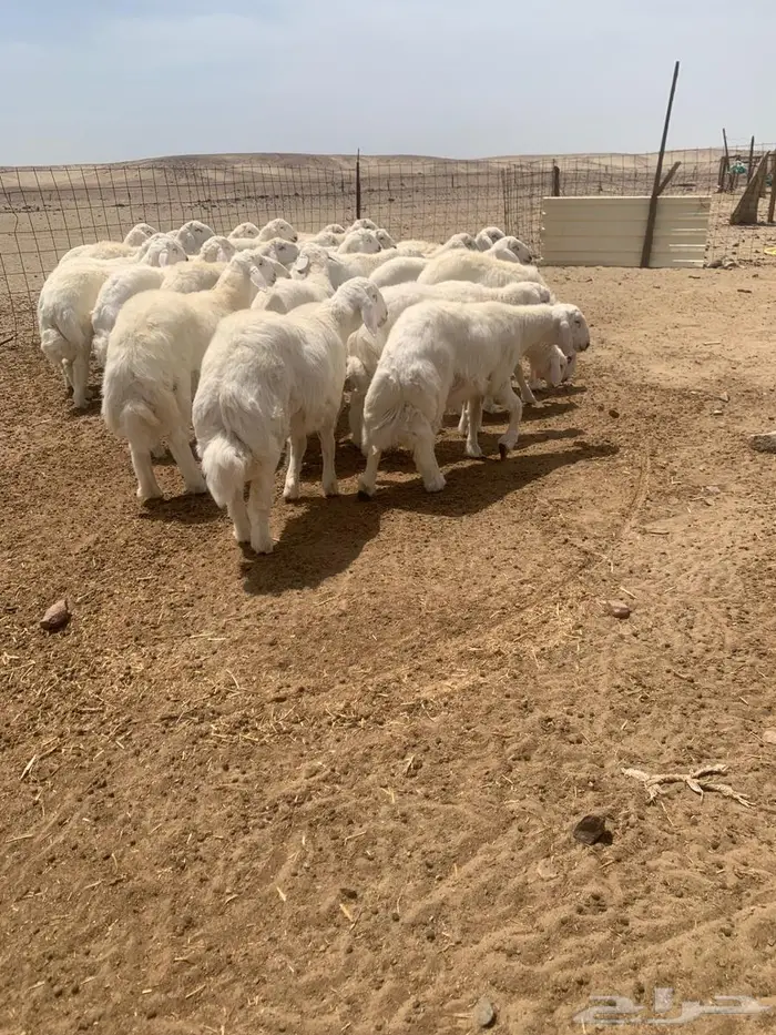 طليان ضحايا عدد 30 5