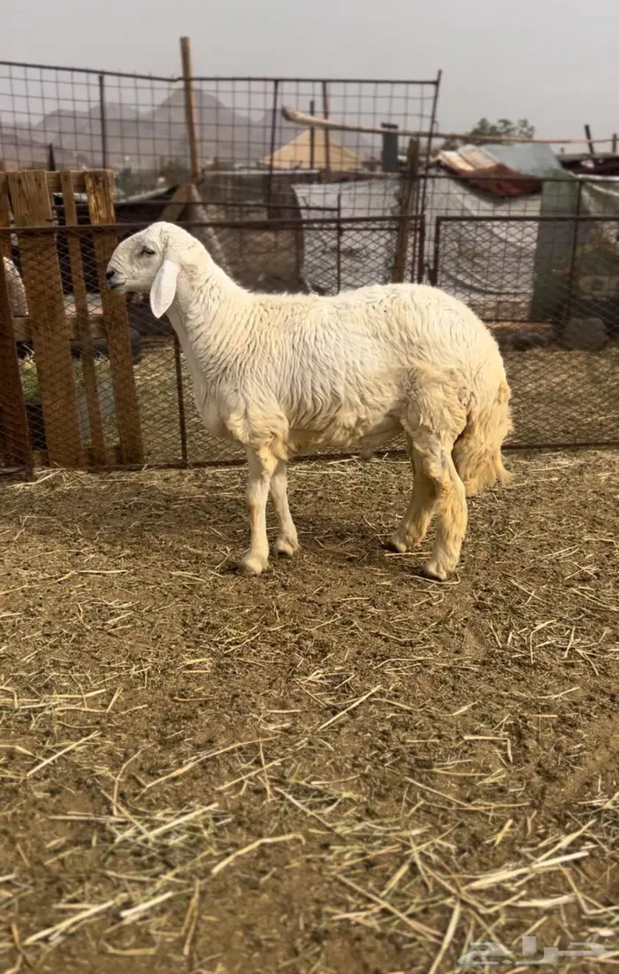 طلي جذع مشروط 3