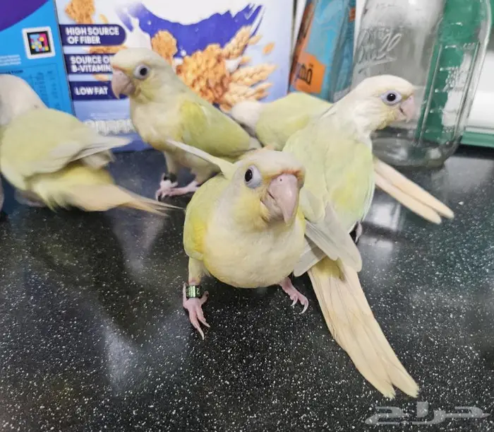 فروخ مون شيك 6