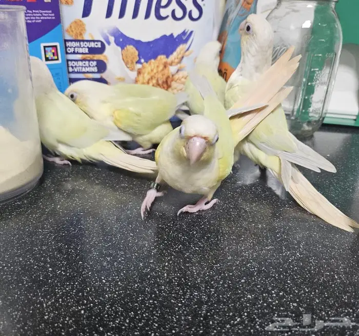 فروخ مون شيك 5