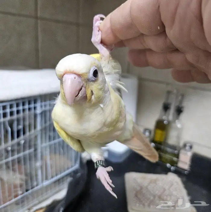 فروخ مون شيك 0