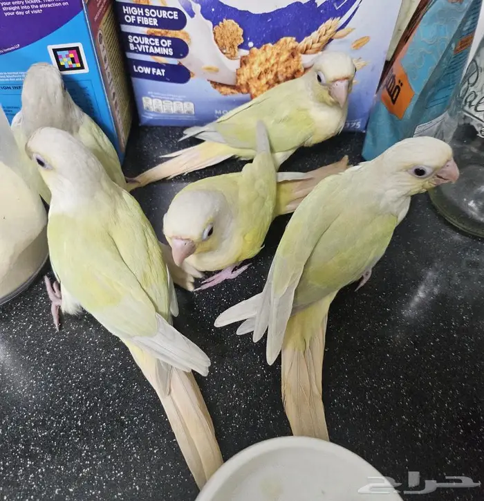 فروخ مون شيك 3