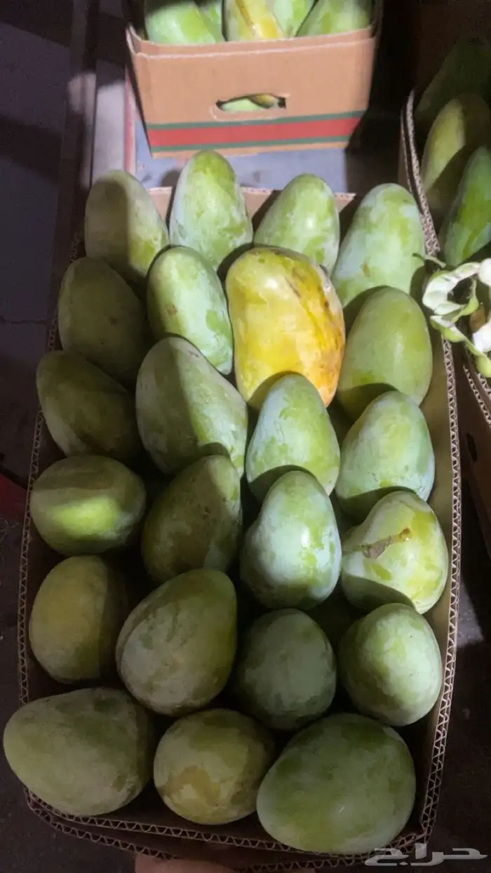 مانجو جازان من المزرعة لباب بيت 6