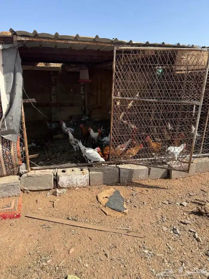 ديك بلدي 2