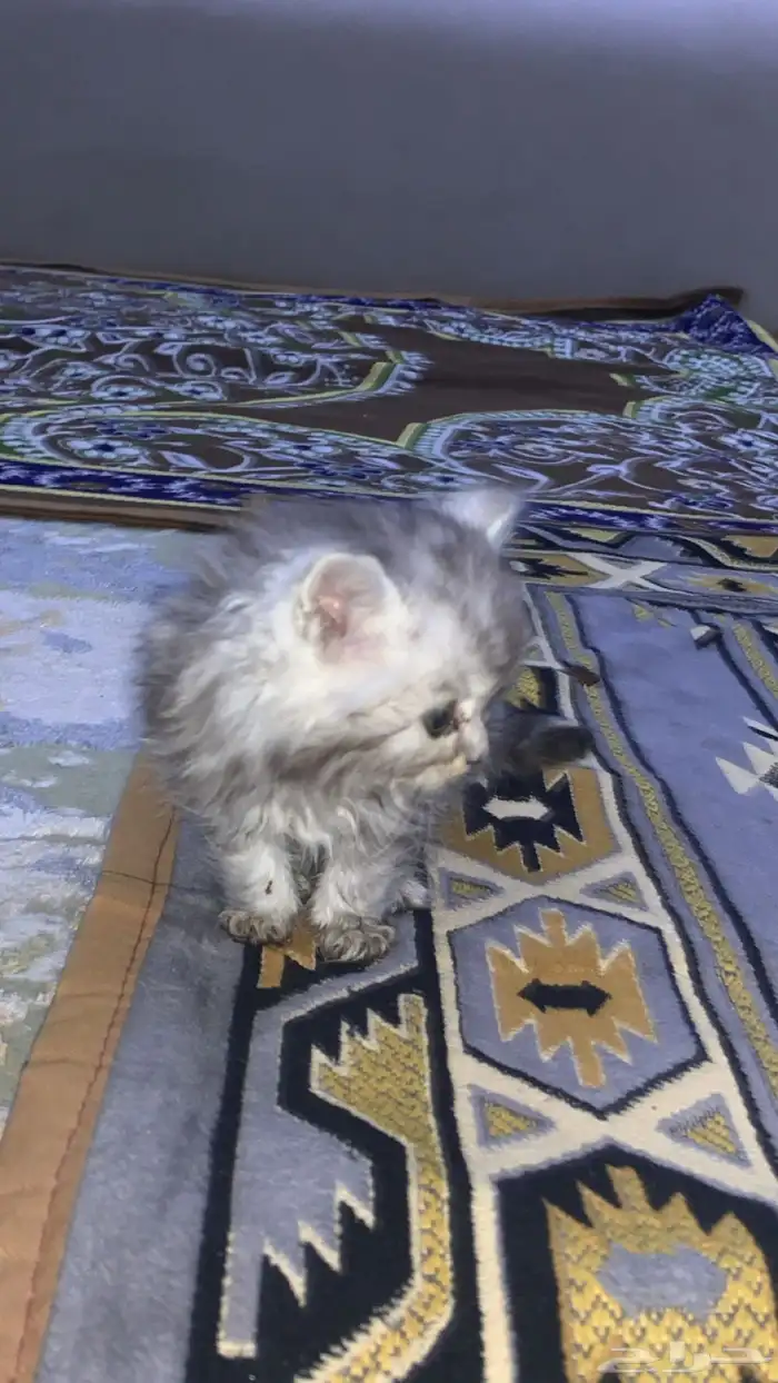 قطو للبيع ذكر متوالف معه كل اغراضه 6