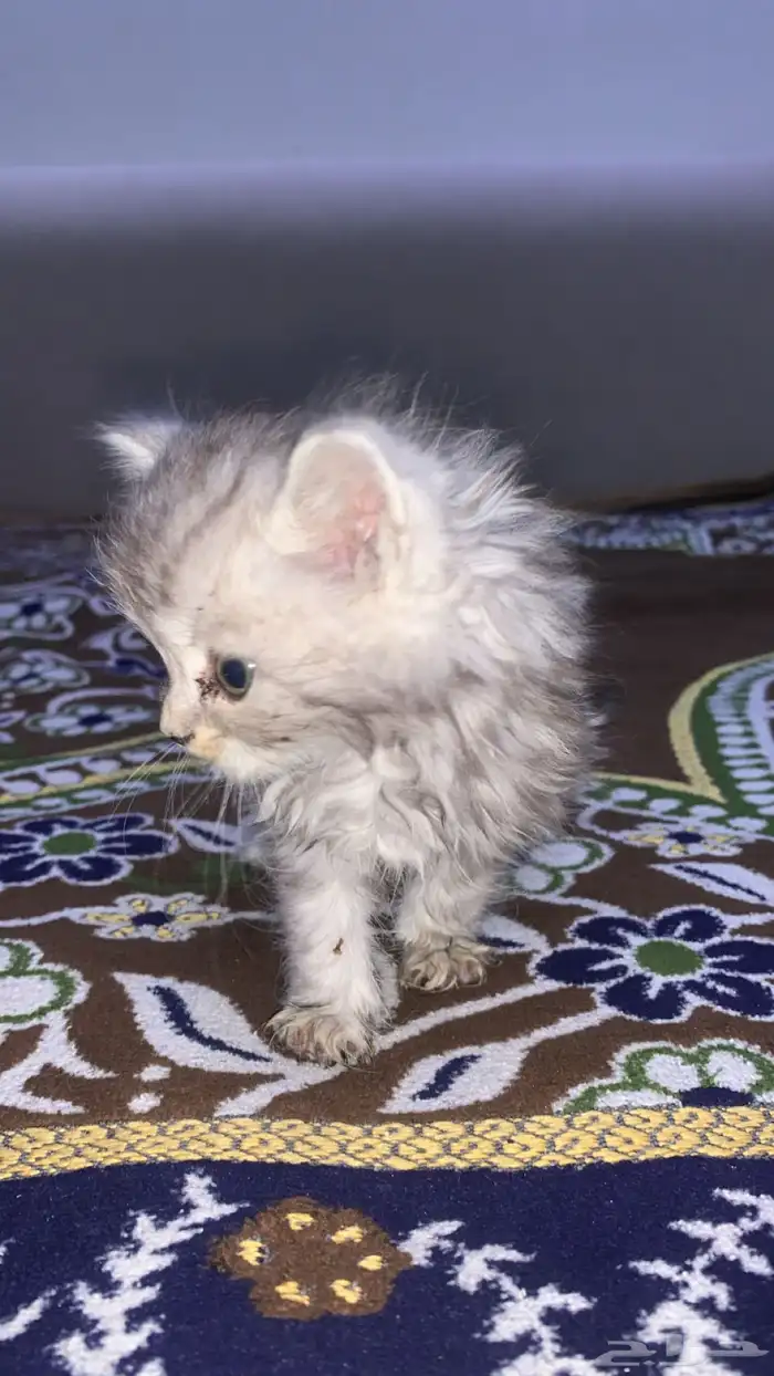 قطو للبيع ذكر متوالف معه كل اغراضه 3