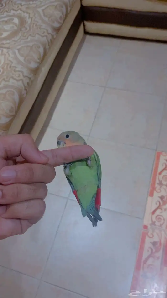 فرخ روز نهاية فطام (تم البيع الله يبارك) 0