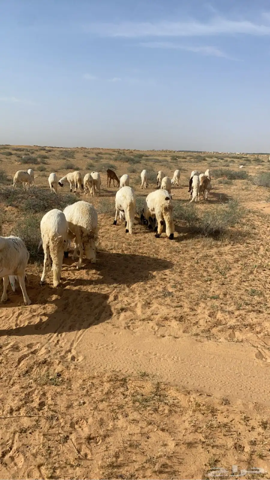 سوكن. جذعان. مرابي اثر من 4 ش ع الربيع. وشعير طيبه 0