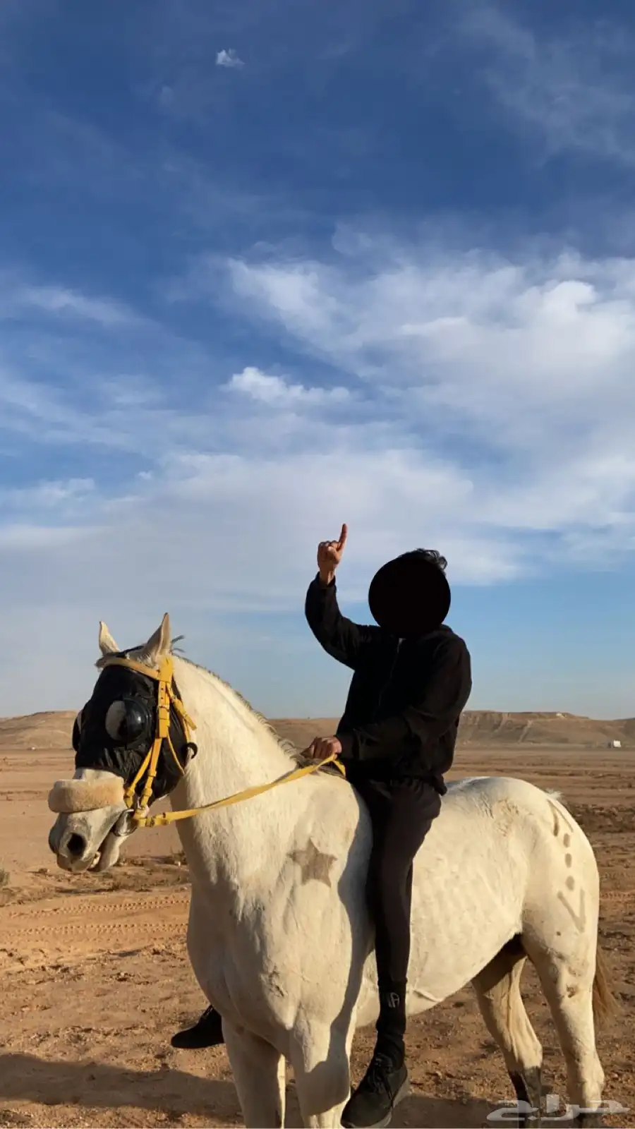 حصان شعبي سبوق 0