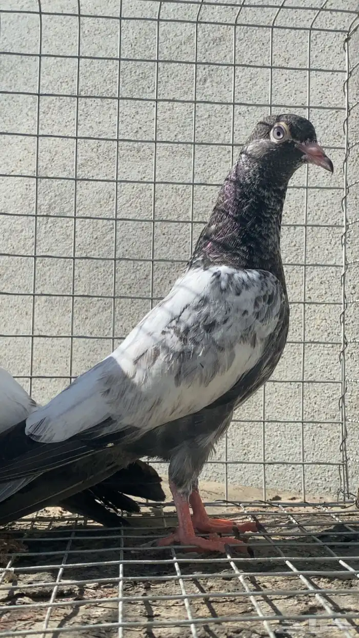 طبه باكستاني 0