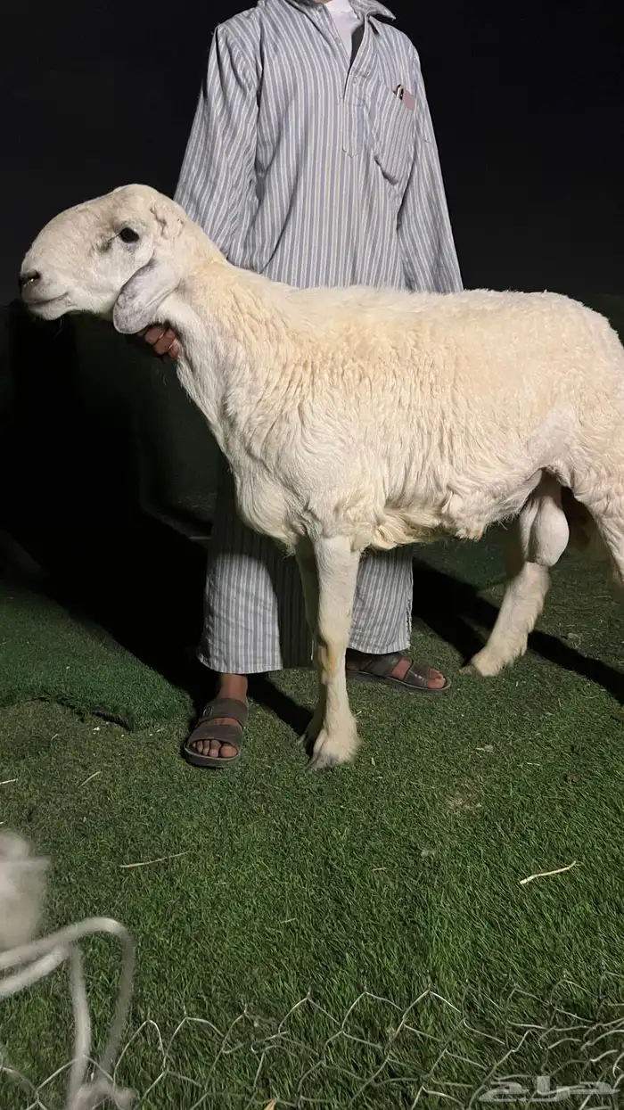 فحل حري صنف ( تم البيع ) 1