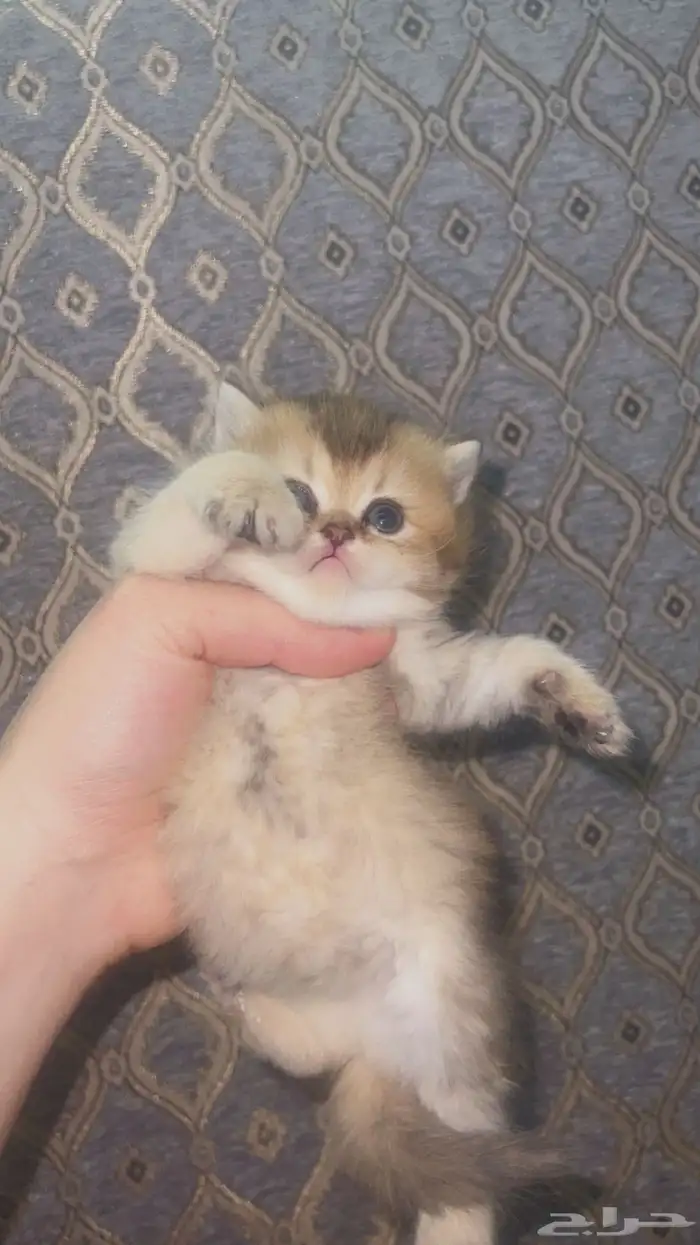 قطه سكوتش انثى 3