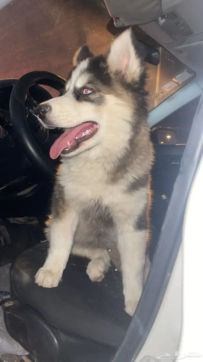 جرو هاسكي بيور للبدل او البيع 1