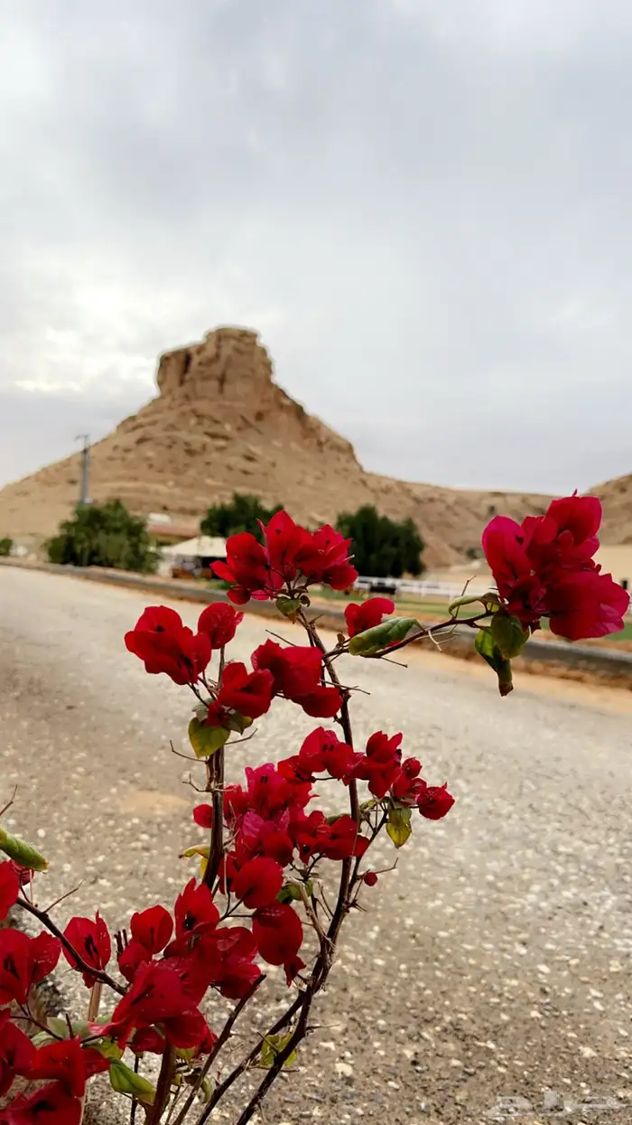 ايواء خيل بالرياض قريب ديراب 1