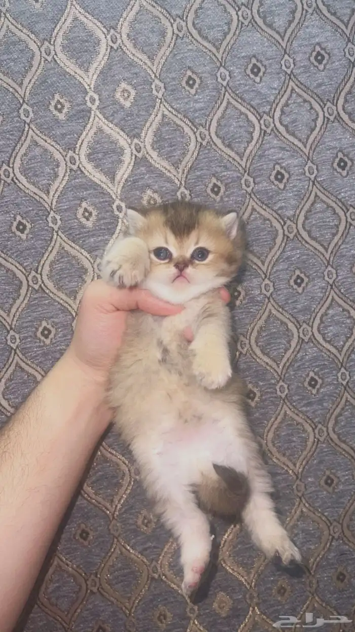 قطه سكوتش انثى 2