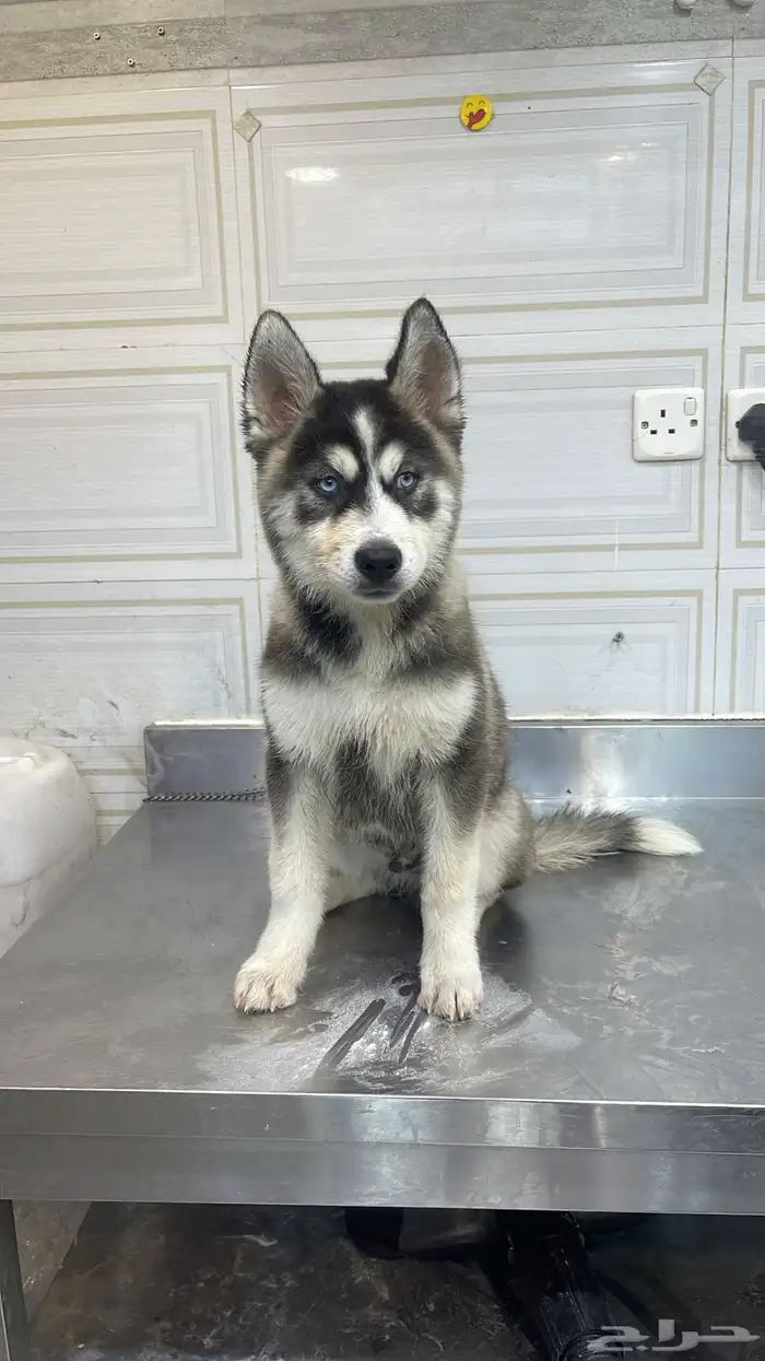 جرو هاسكي بيور للبدل او البيع 0