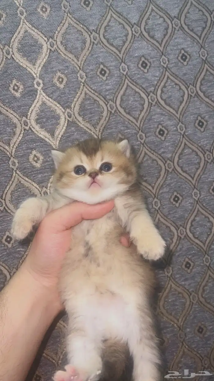 قطه سكوتش انثى 0