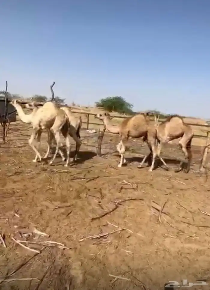 قعدان للبيع 0