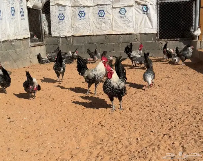 دجاج فيومي بياض 0