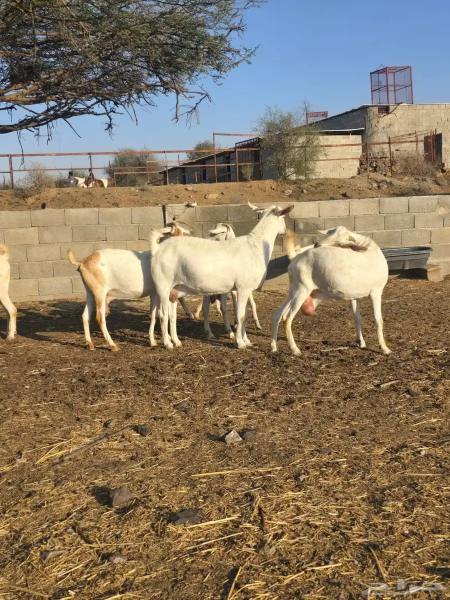 معزا بيشيات برص مطور 0