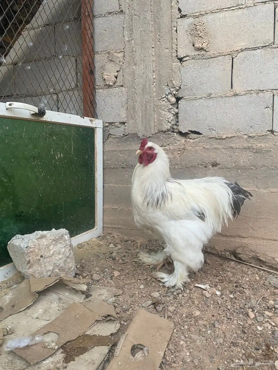 ديك براهمه 0