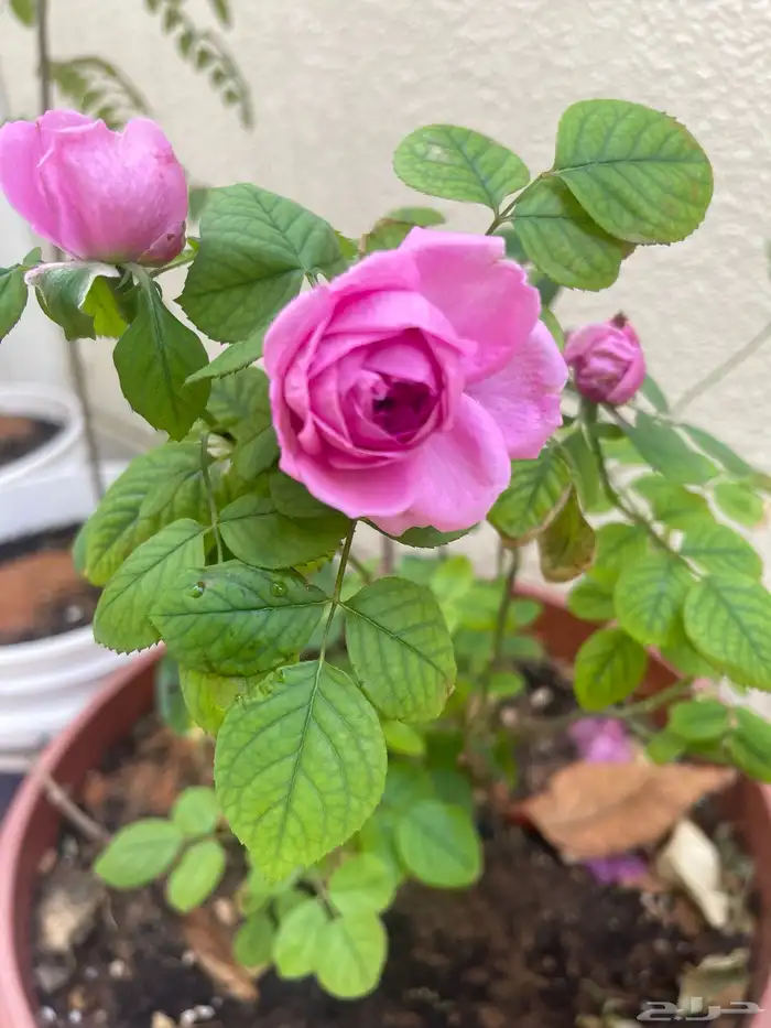 شتلات ياسمين أحمر وزهور Flowers 1