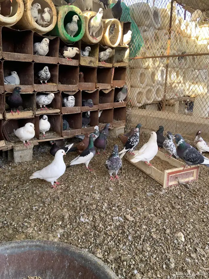 للبيع حمام مشكل أجواز منتج انواع كثيره 4
