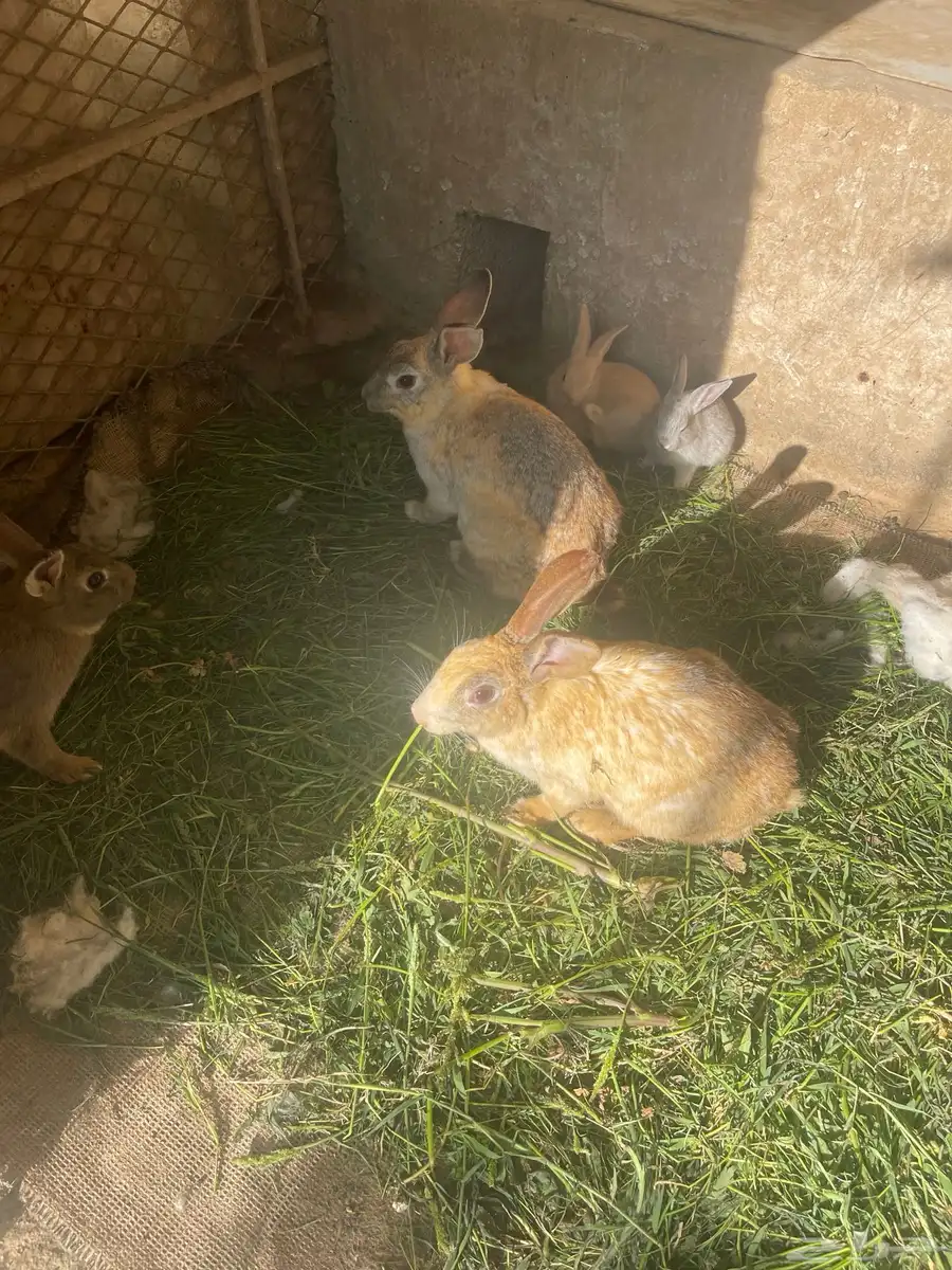 أرانب فرنسي 6