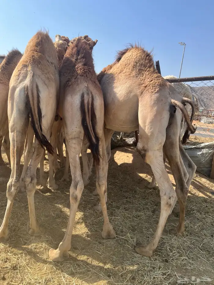 قعدان بلدي 6