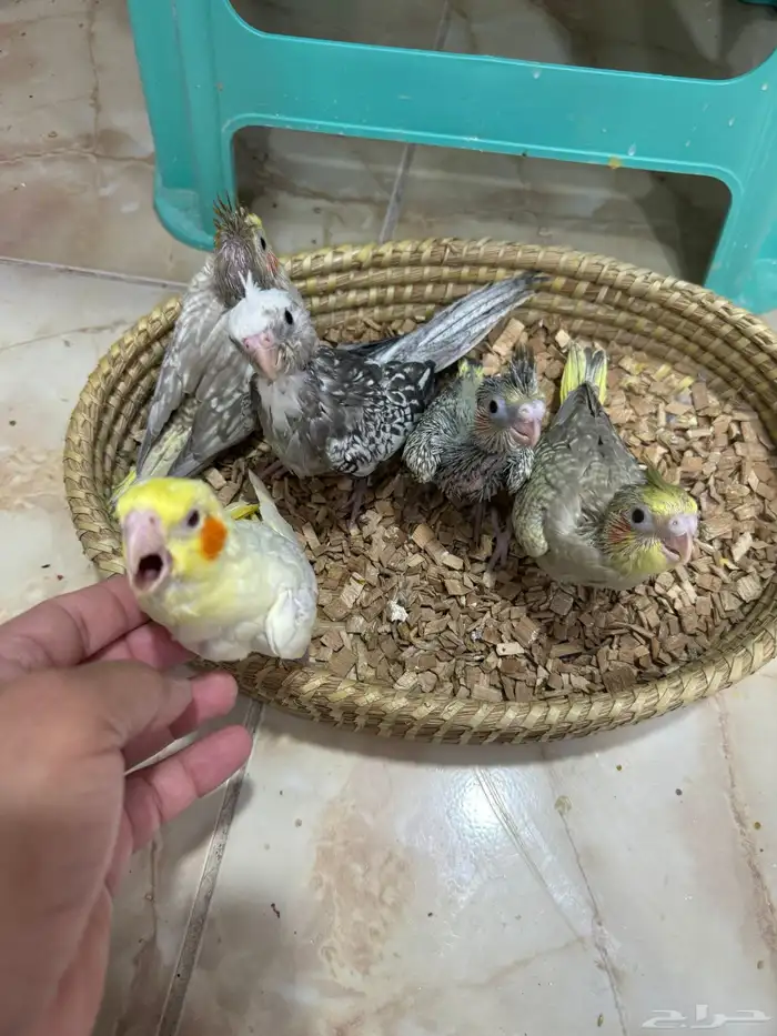 فروخ كروان 0