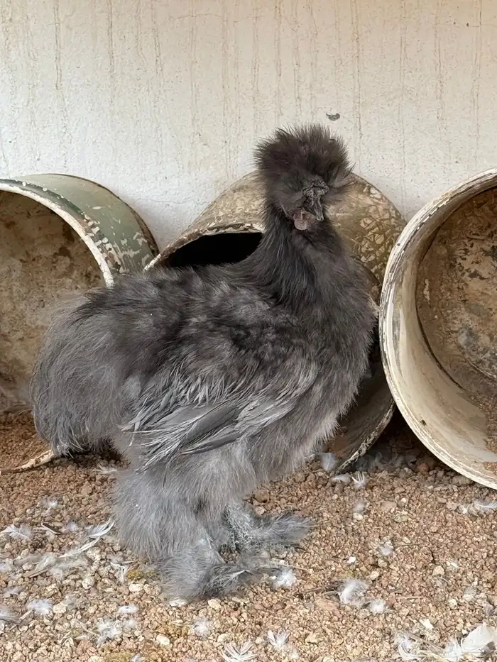 دجاج قطني مباع مباع 2