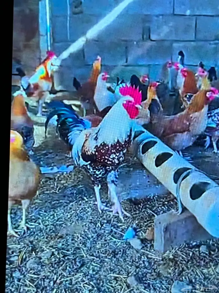 دجاج بلدي أو عربي اصيل 3